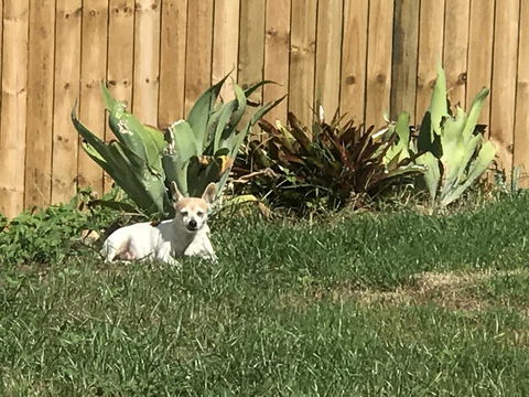 Whitsunday Luxury Homes - Sunshine Coast Tourism 42