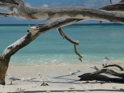 Tranquility By The Course Port Douglas - Sunshine Coast Tourism 18