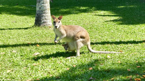 Argosy On The Beach - Sunshine Coast Tourism 14