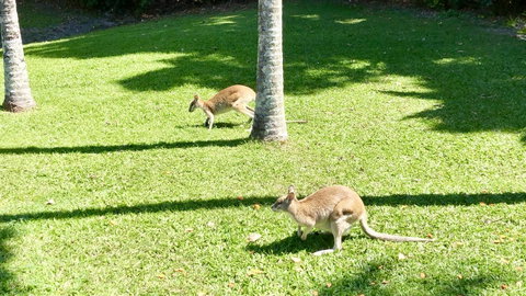 Argosy On The Beach - Sunshine Coast Tourism 15