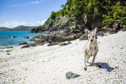 Daydream Island Resort - Holiday Sunshine Coast 26