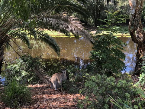 Waterfront Resort Villa With Buggy - Sunshine Coast Tourism 25
