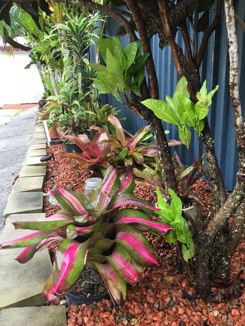 Black Marlin Motel - Sunshine Coast Tourism 20