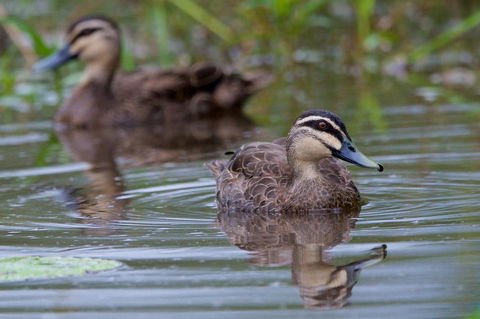 Soho Brisbane - Sunshine Coast Tourism 2