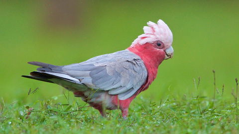 Soho Brisbane - Sunshine Coast Tourism 6