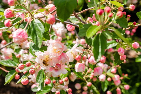 Apple Blossom Cottages - Sunshine Coast Tourism 3