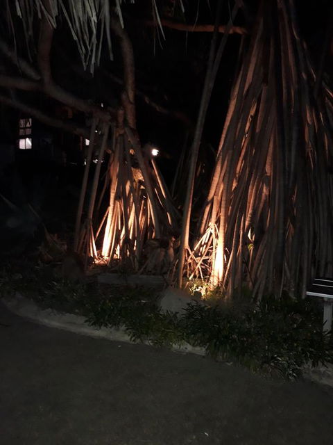 Pandanus Coolum Beach - Sunshine Coast Tourism 10