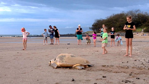 Dune On The Beach - Holiday Sunshine Coast 6