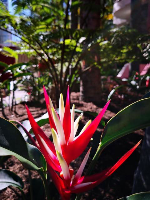 Enderley Gardens Resort - Sunshine Coast Tourism 14
