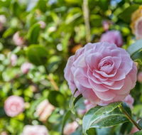 Wentworth Rose - Sunshine Coast Tourism