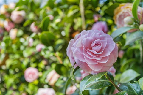 Wentworth Rose - Sunshine Coast Tourism 0