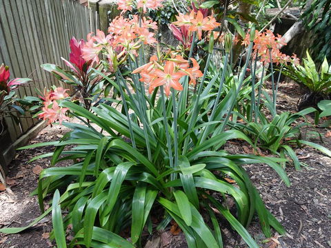 Winston Cottage - Sunshine Coast Tourism 2