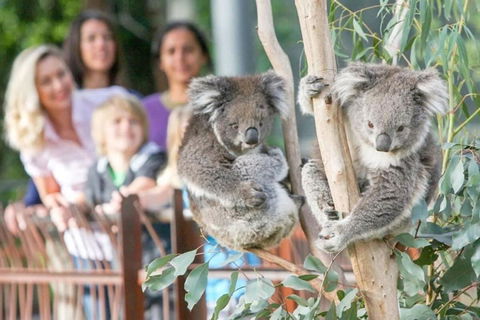 A 3BR Apt Next To Melbourne Zoo FREE Parking - Holiday Sunshine Coast 2