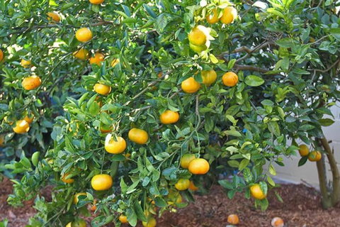 A LITTLE GREY SHACK - Holiday Sunshine Coast 4