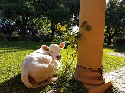 AL RU Farm - Sunshine Coast Tourism 3