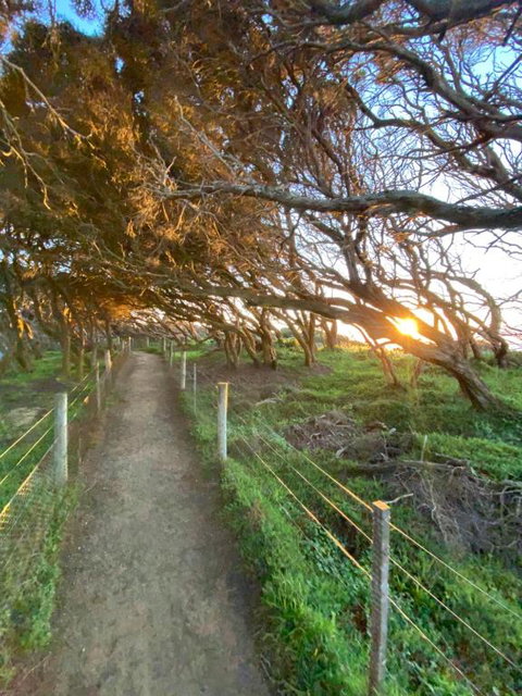 Anglesea Rivergums - Sunshine Coast Tourism 3