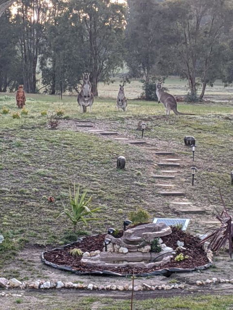 Australian Wildlife At Your Door - Holiday Sunshine Coast 0