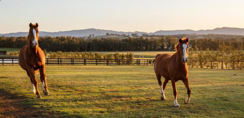 Argentille Boutique Accommodation - Holiday Sunshine Coast 1