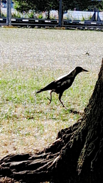 Bay Renaissance - Sunshine Coast Tourism 4