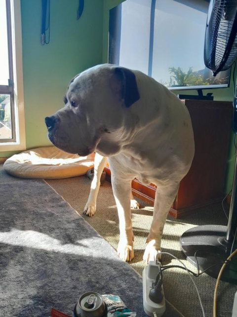 Bay Renaissance - Sunshine Coast Tourism 1