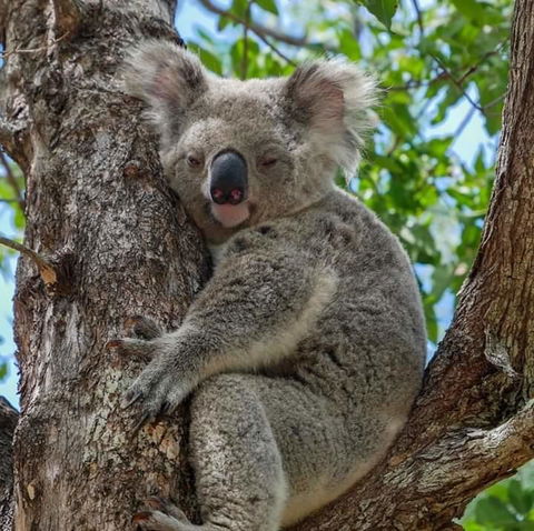Magnetic Island Guest House - Holiday Sunshine Coast 11