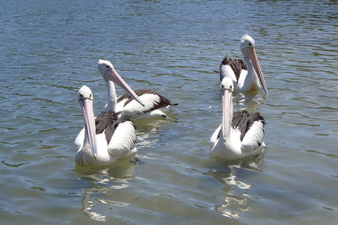 Keith's Sister - Sunshine Coast Tourism 42