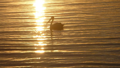 Keith's Sister - Sunshine Coast Tourism 44