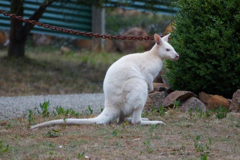 Adventure Bay Holiday Home - Holiday Sunshine Coast 14