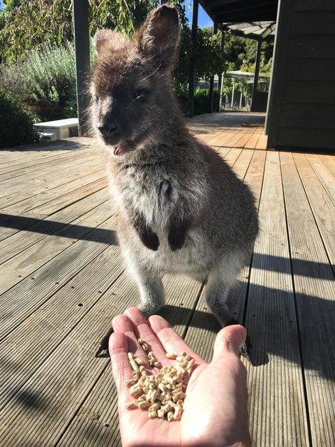 Parnella Adventure Bay, Bruny Island - Sunshine Coast Tourism 17