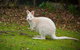 Parnella Adventure Bay, Bruny Island - thumb 20