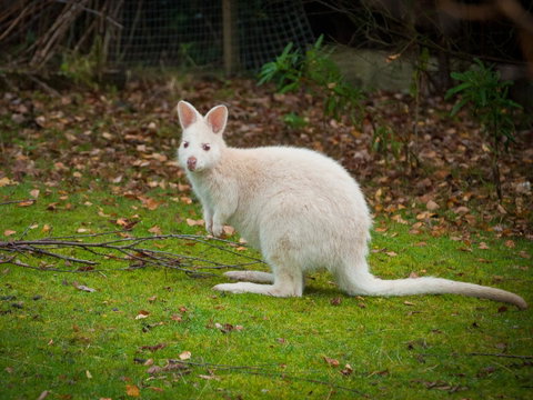 Parnella Adventure Bay, Bruny Island - Sunshine Coast Tourism 20