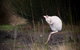 Parnella Adventure Bay, Bruny Island - thumb 18