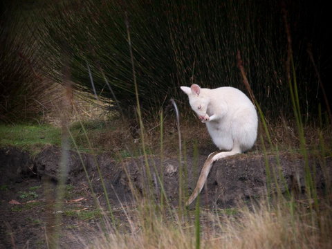 Parnella Adventure Bay, Bruny Island - Sunshine Coast Tourism 18