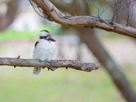 1 'Intrepid', 3 Intrepid Close - Amazing Views Of Shoal Bay, Only 100m From The Beach - Sunshine Coast Tourism 1