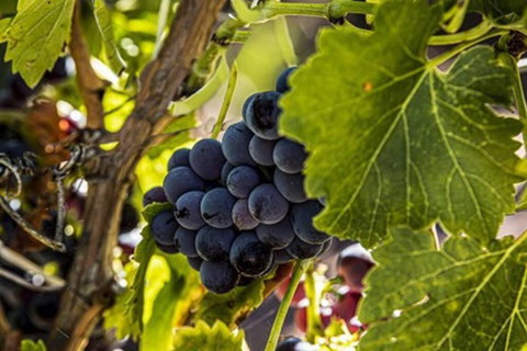 CASALE COTTAGE Barossa Valley - Sunshine Coast Tourism 4