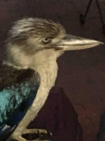 Classic Queenslander Suite - Sunshine Coast Tourism 3