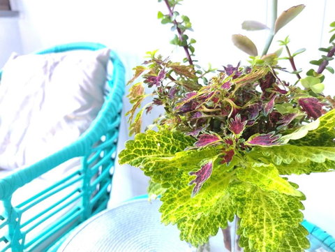 Classic Queenslander Suite - Sunshine Coast Tourism 1