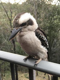 Book Tallebudgera Accommodation Vacations Sunshine Coast Tourism Sunshine Coast Tourism