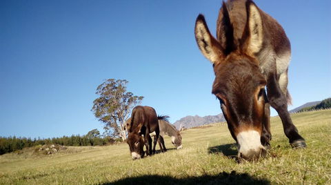 AAA Granary Accommodation - Holiday Sunshine Coast 2