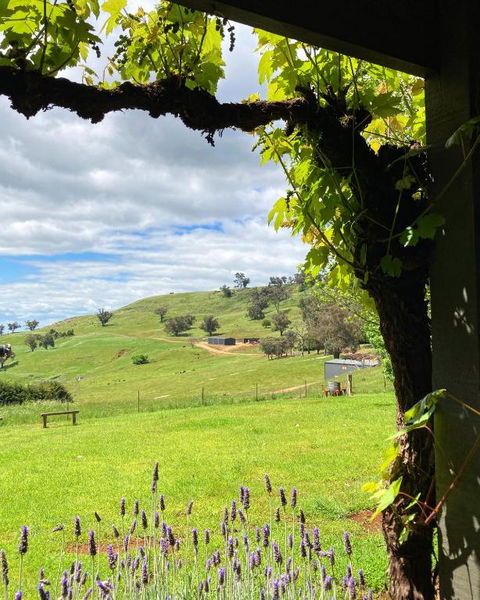 Elevation652 At Mt Bellevue In King Valley - Sunshine Coast Tourism 2