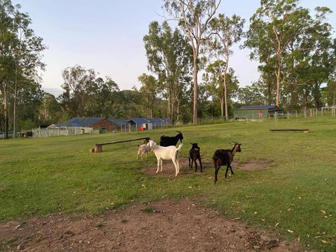 Gemmas Animal Farm By Tiny Away - Sunshine Coast Tourism 2