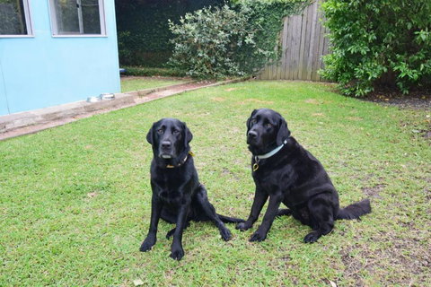 GERR14C - Salty Dog - Sunshine Coast Tourism 3