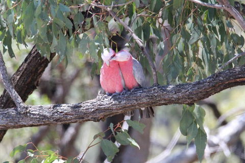 Glenaven Country Escape - Holiday Sunshine Coast 4