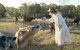 Golden Hill Farmstay By Tiny Away - thumb 4