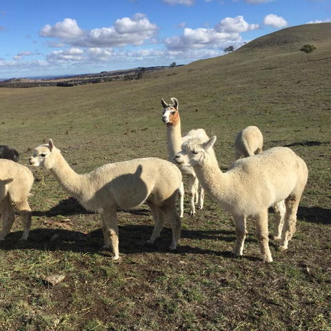 GOULBURN ALPACA FARM STAY - Holiday Sunshine Coast 0