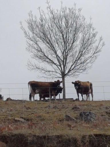 HighRoost Bed & Breakfast Accomodation - Rural Escape - Holiday Sunshine Coast 2