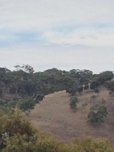 HighRoost Bed & Breakfast Accomodation - Rural Escape - Holiday Sunshine Coast 1