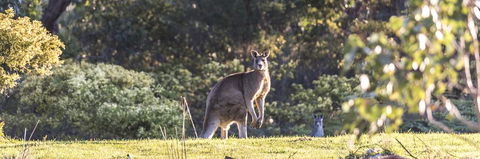 Alkina Lodge - Great Ocean Road - Holiday Sunshine Coast 3