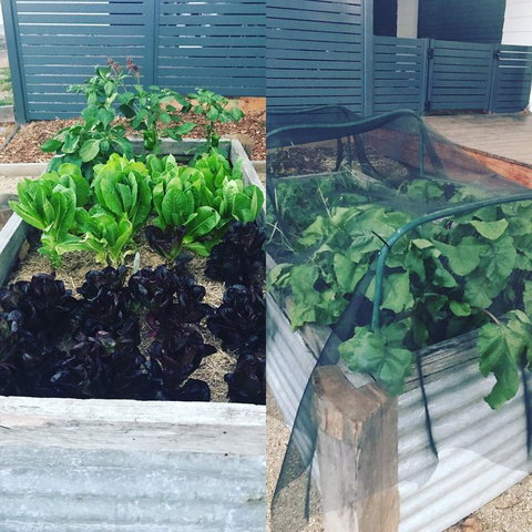 AMs Farm Stay - Sunshine Coast Tourism 3