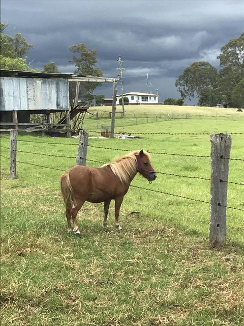 AMs Farm Stay - Sunshine Coast Tourism 0